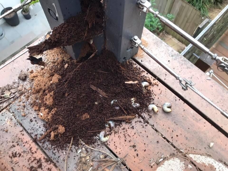 Insect larvae lay in a pile of decaying wood that was once a timber post