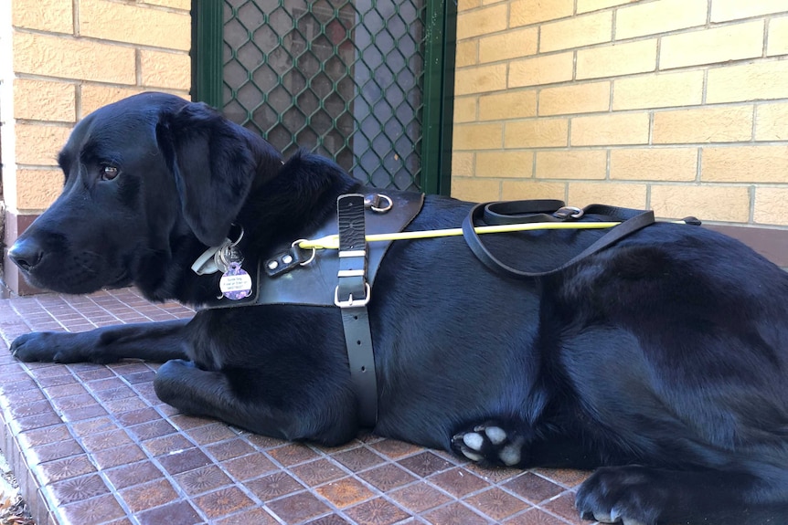 Ellen Fraser-Barbour's guide dog sits on the  front door step in its leather harness.