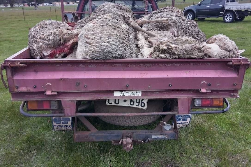 A pile of dead sheep in a ute tray.