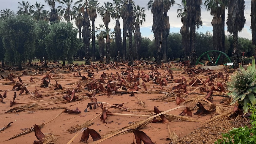 Palm fronds lying on the ground in front of a row of palm trees.