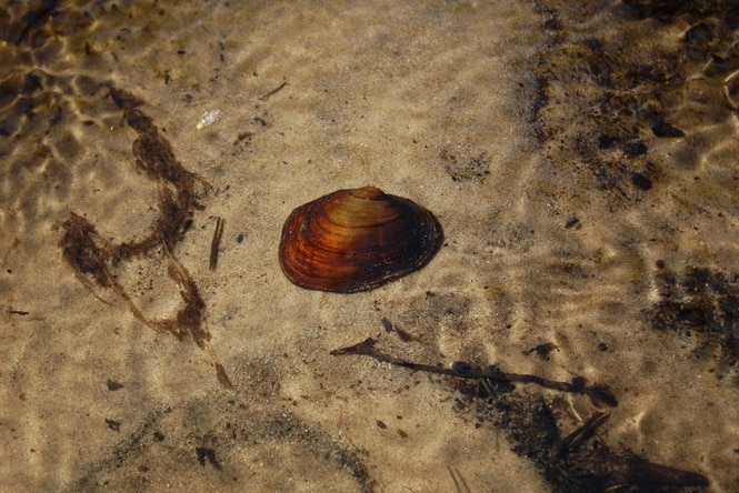 Mussel threat