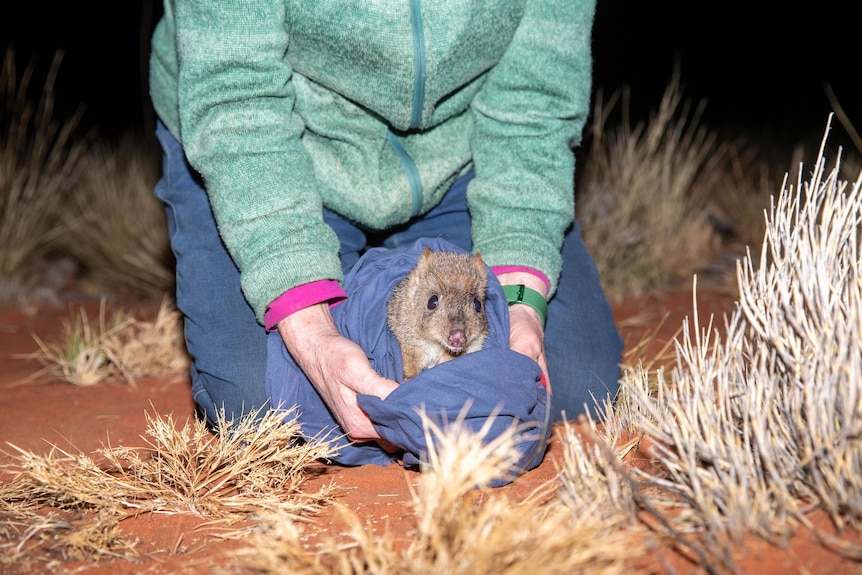 person wearing green jumper releasing a small marsupial from a blue, fabric bag