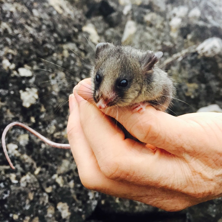 Juvenile mountain pygmy possum