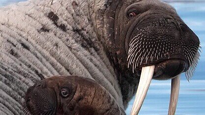 A close up of walruses in the Arctic Circle.