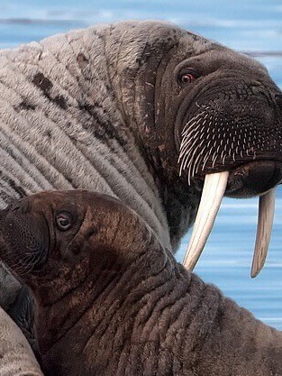 A close up of walruses in the Arctic Circle.