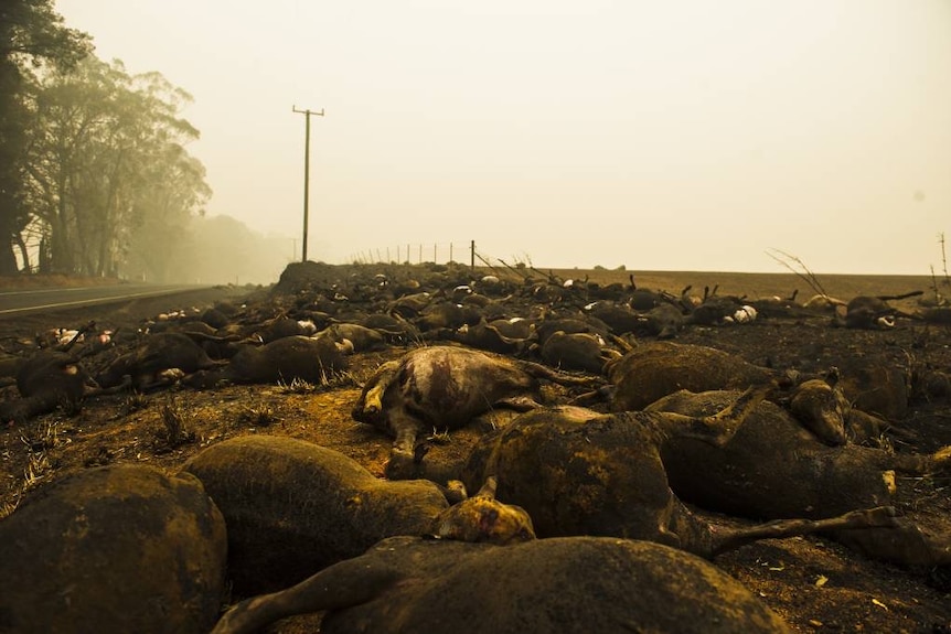 Burnt cattle lying on ground, haze in the sky, poor visibility, green tree visible in the distance.
