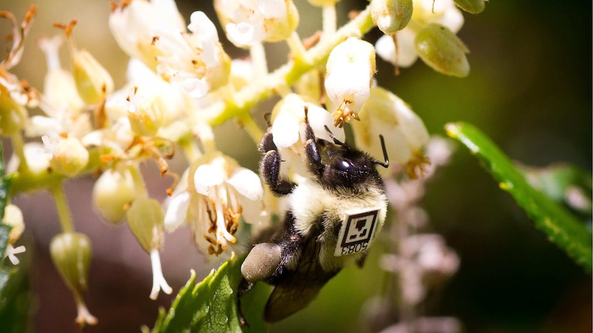 A bee on a flower with a tag on its back