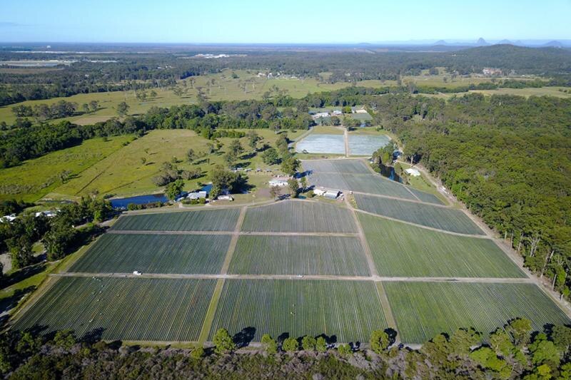 Aerial of the Palmview farm showing it bordered by environmental reserve and the Mooloolah river headwaters