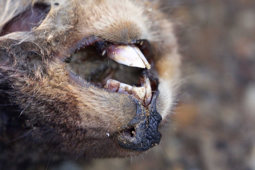 Dead Pademelon detail