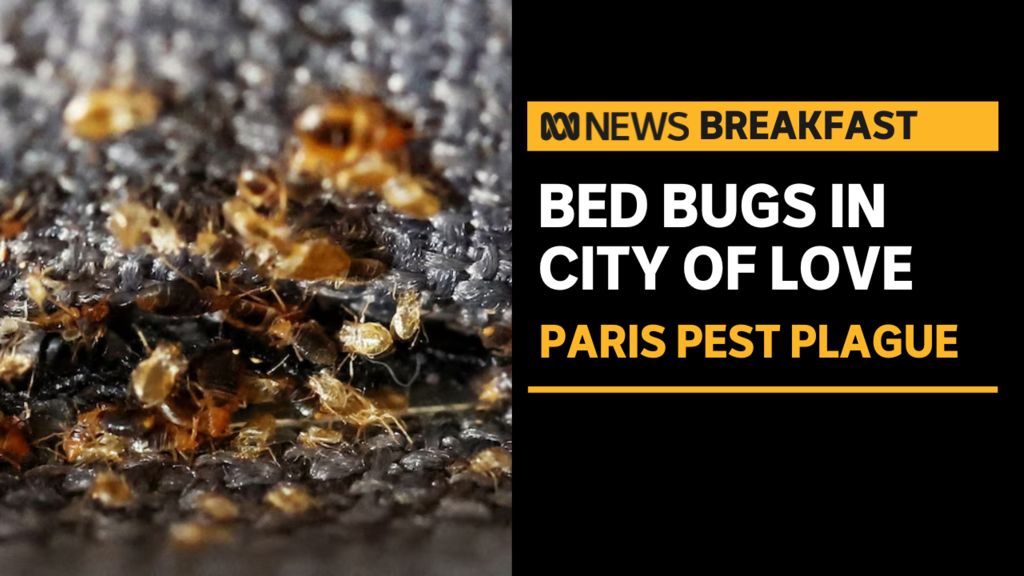 Paris Grapples With Bed Bug Outbreak ABC News   458faaefeda69d2a33b63020871f3e7b