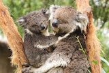 Two koalas on a tree in the rain at Ballarat Wildlife Park.