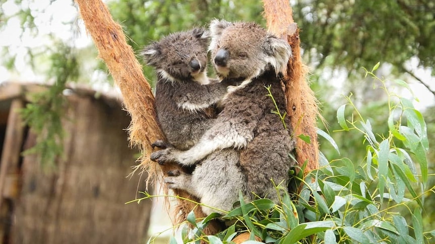 Two koalas on a tree in the rain at Ballarat Wildlife Park.