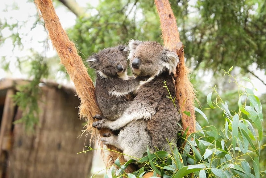 Two koalas on a tree in the rain at Ballarat Wildlife Park.