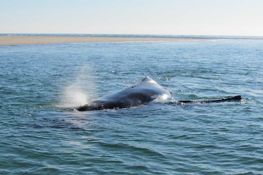 A whale stranded off North Stradbroke Island