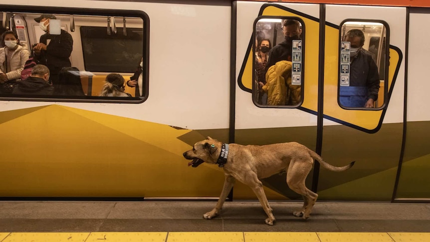 Boji the dog waits on the platform for a train to stop in Istanbul's subway