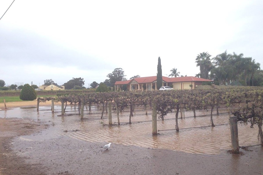 Flooded vineyard