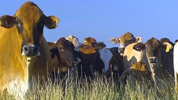Cattle Council criticised