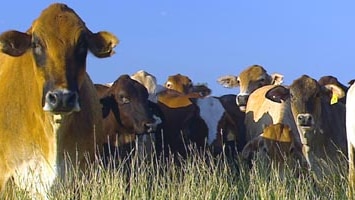 Cattle grazing