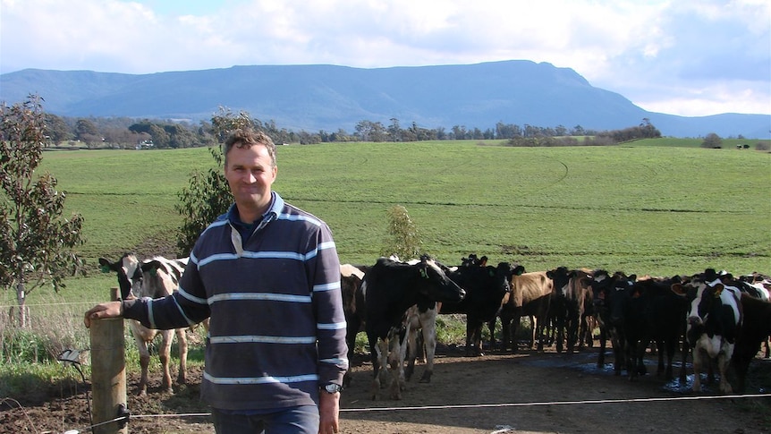 Grant Archer bringing in a herd for milking