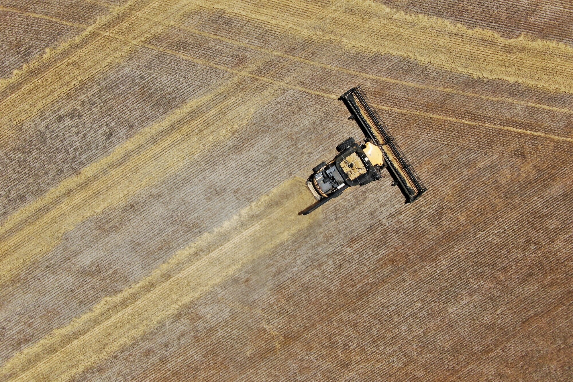 Bird's eye view of header harvesting a paddock of barley