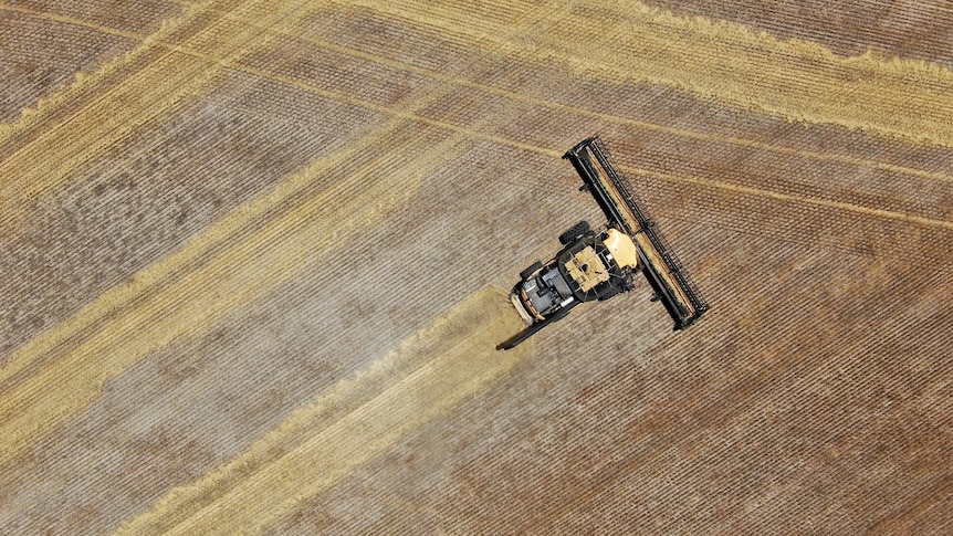 Bird's eye view of header harvesting a paddock of barley