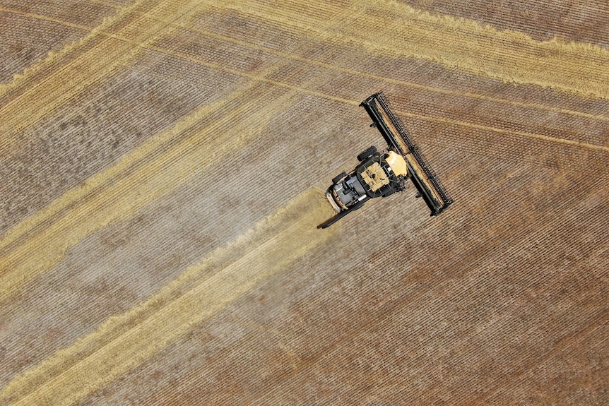 Bird's eye view of header harvesting a paddock of barley