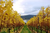 Winemaking Tasmania plans a 30 ha vineyard to be planted in August 2016