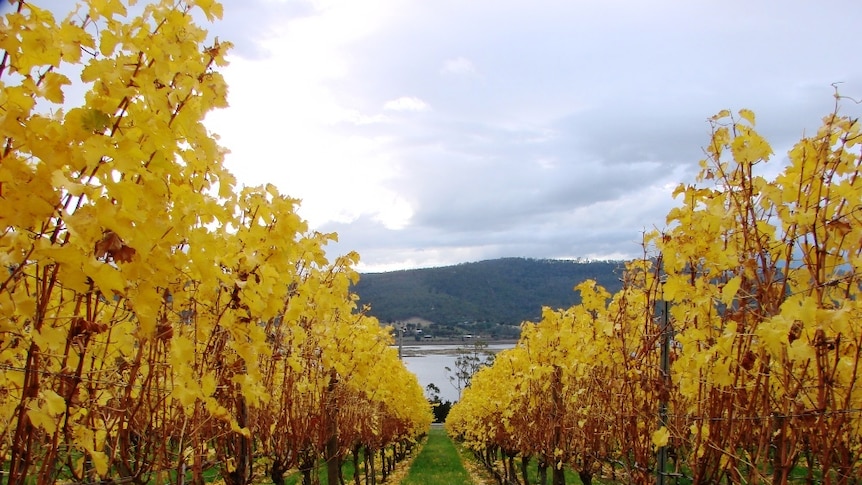 Tasmanian vineyard in autumn