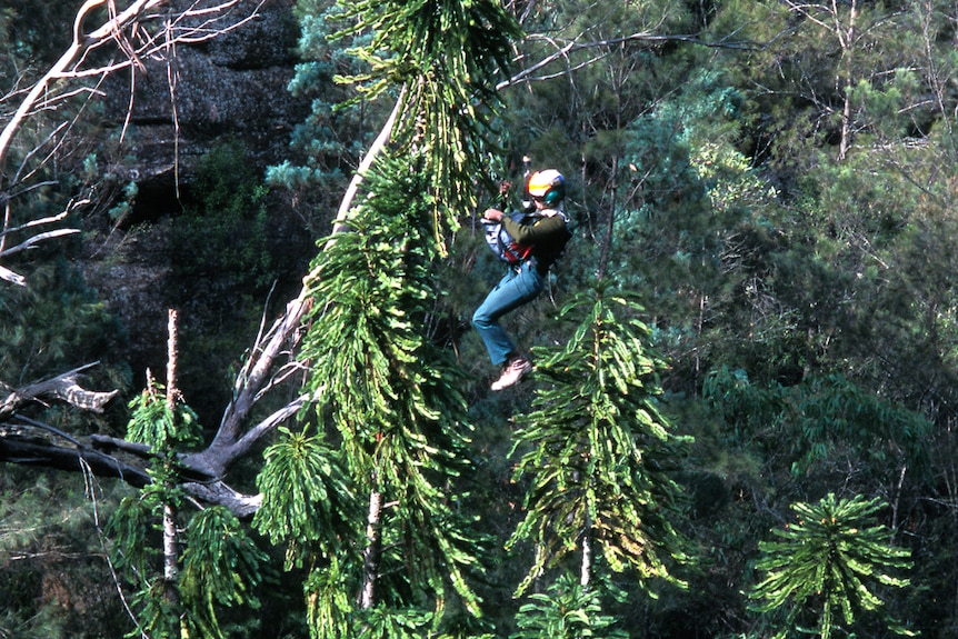 A person in a suspended harness collecting pine cones from a tall tree.