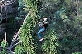 A person in a suspended harness collecting pine cones from a tall tree.