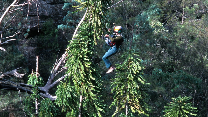 A person in a suspended harness collecting pine cones from a tall tree.