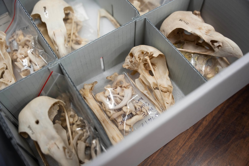 Eagle skulls and claws in boxes