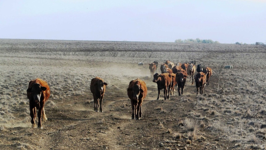 Cattle coming in to be hand-fed to survive the drought.