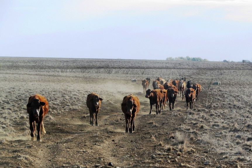 Cattle coming in to be hand-fed to survive the drought.