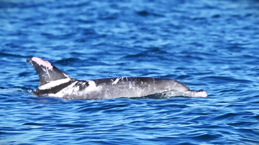 An unusual looking dolphin with multicoloured skin.