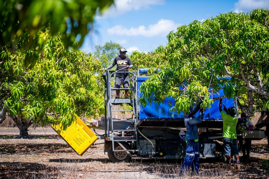 A man standing on a fruit-picker at a mango farm