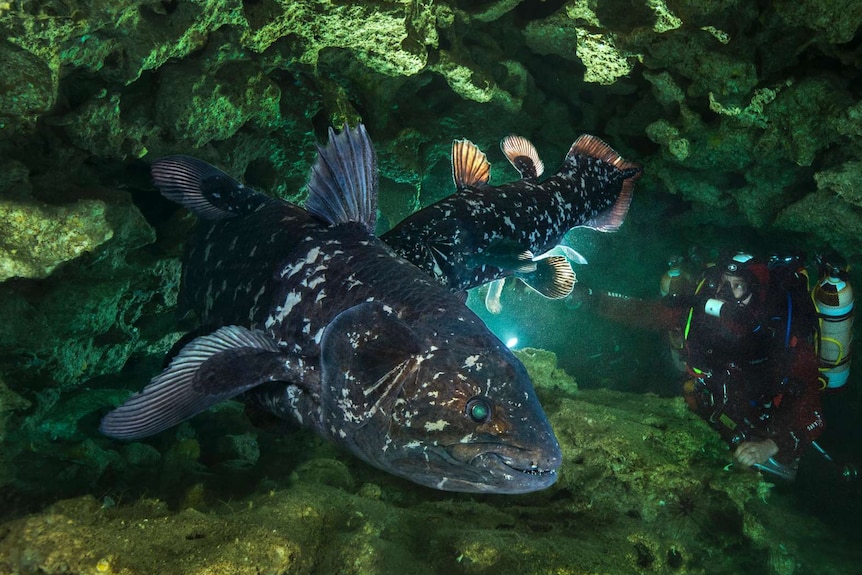 Coelacanths