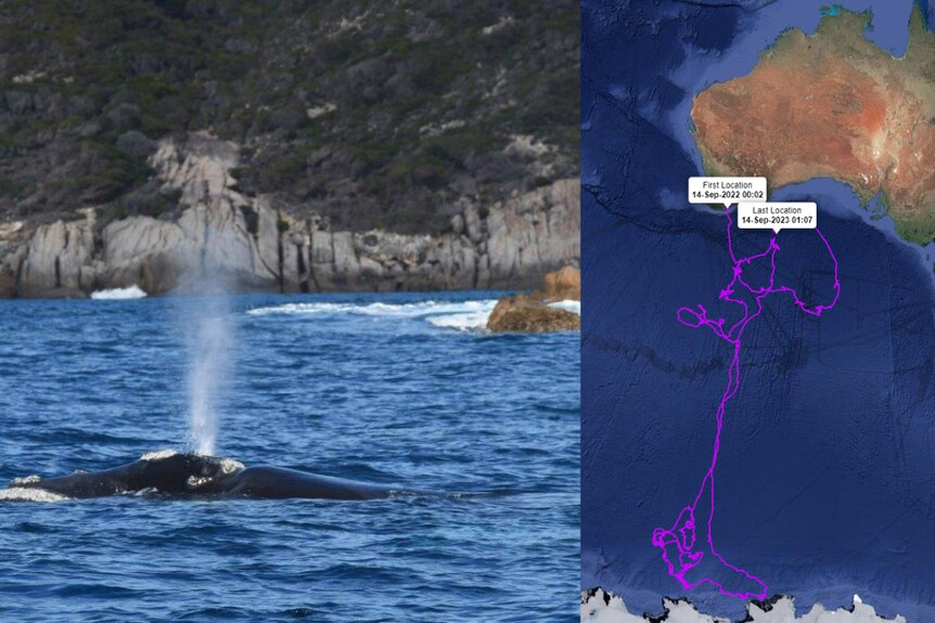 Composit image of a whale photo and map