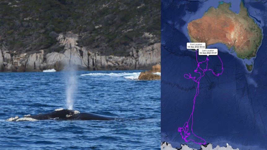 A split image showing a whale swimming near the coast and a map detailing its migration overall.