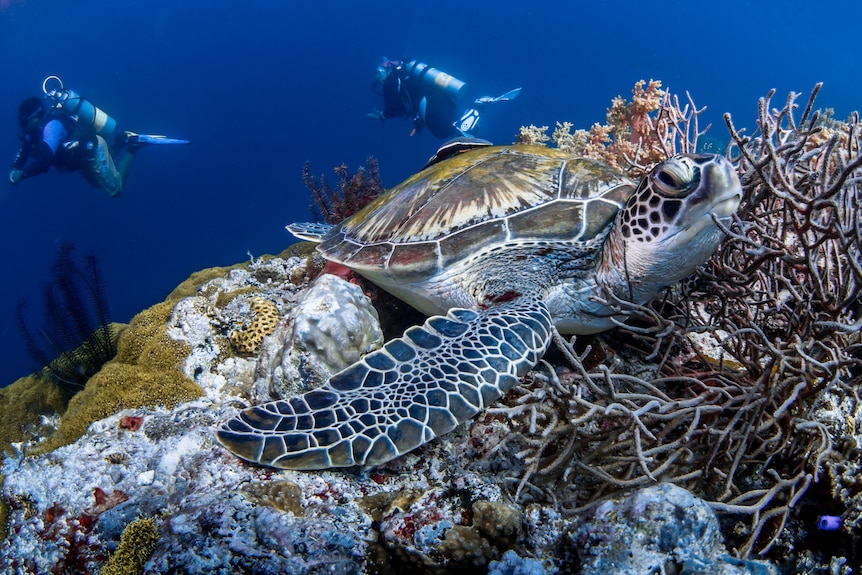 A turtle resting on coral with eyes half closed and two scuba divers behind it