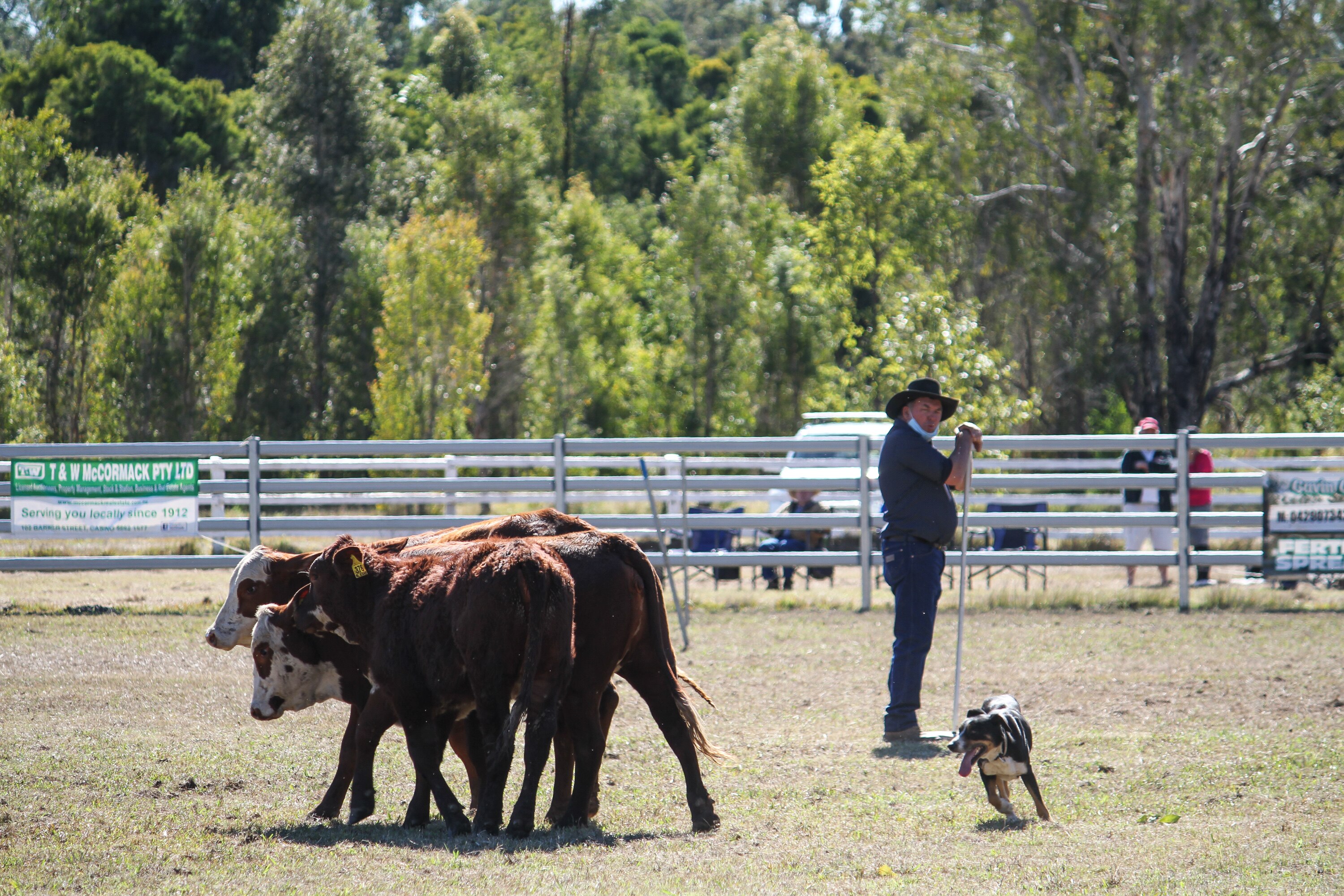Working dog championships Highland County Press