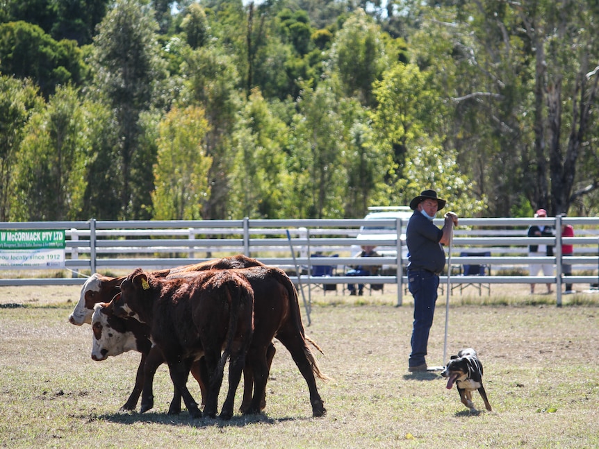 Geoff McLennan leans on a post watching his dog work a mob of three cattle.