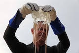 Jim Miles wears gloves to hold up a large box jellyfish with long tentacles.
