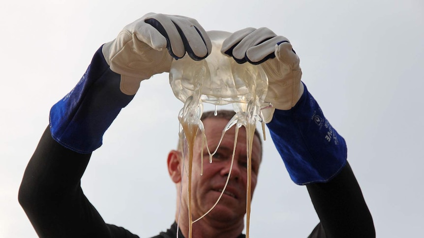 Jim Miles wears gloves to hold up a large box jellyfish with long tentacles.