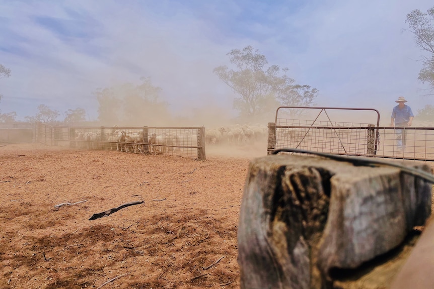 Sheep being moved around dusty sheep yards by grazier