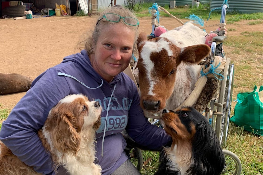 woman with calf and dogs