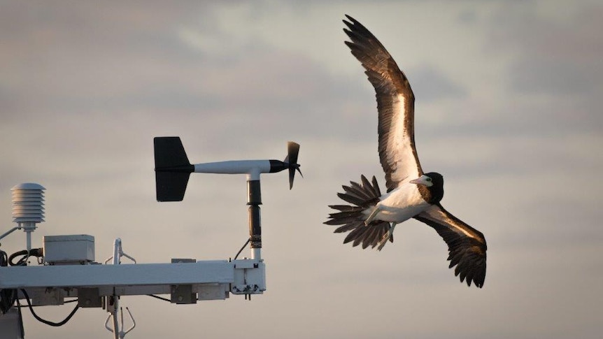 A brown booby attempts to land on the anemometer on the Investigator's mast.