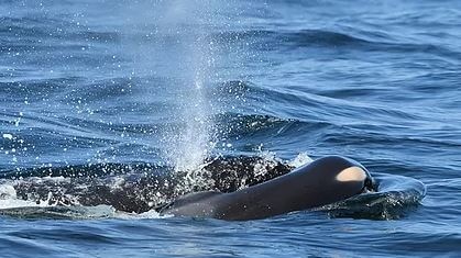 A killer whale is seen breaching as it lifts the body of its dead calf to the surface.