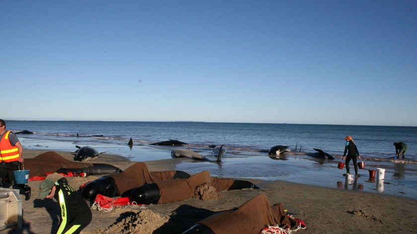 Animal rescue workers attend to stranded pilot whales on a Tasmanian beach