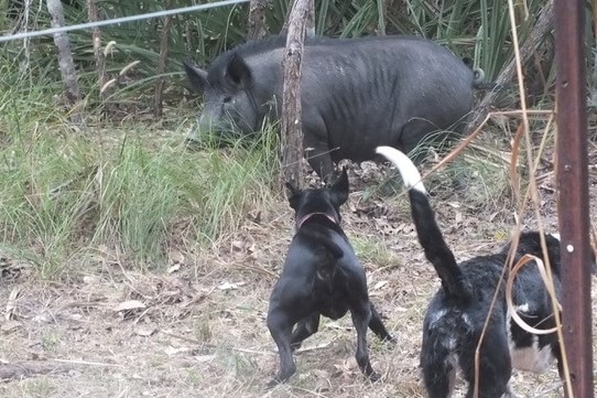 two dogs barking at a feral pig